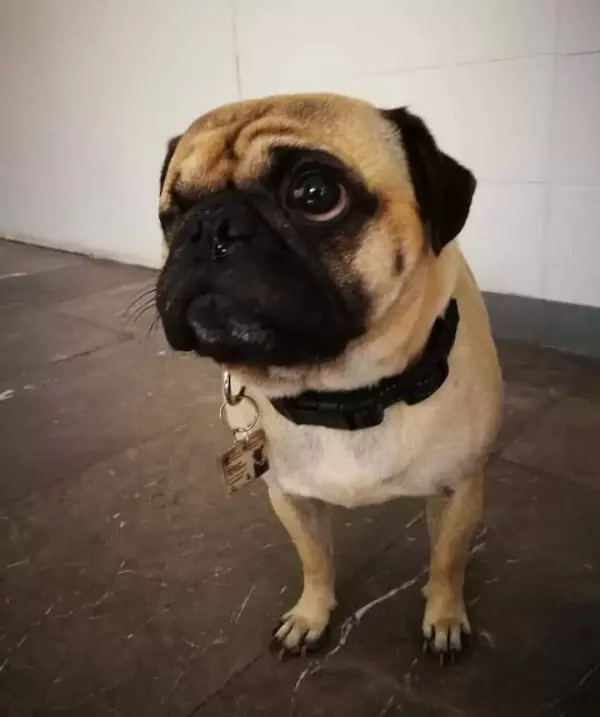 Harley, el tuerto.