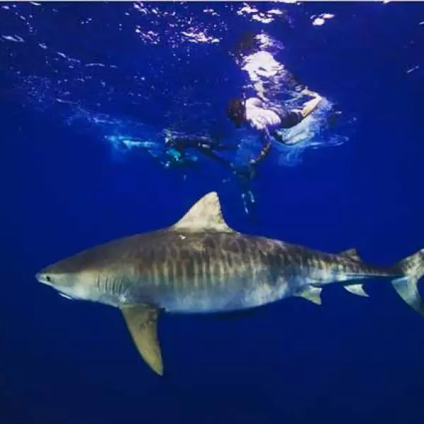 El actor Zac Efron nos sorprendió hace unos días al compartir imágenes de su experiencia al nadar con tiburones en Hawái, además envió un mensaje en favor de la conservación de esta especie.