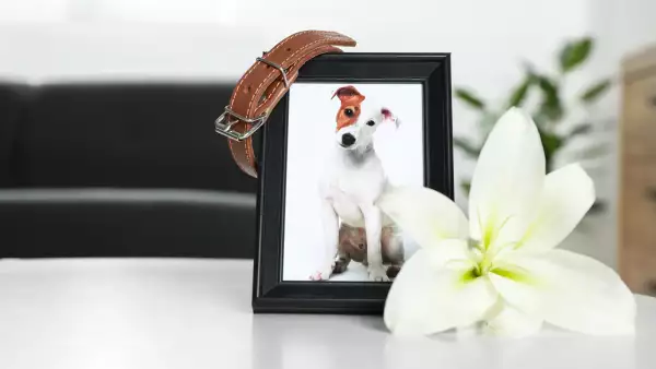 Más humanos que nunca: así son los servicios funerarios para mascotas