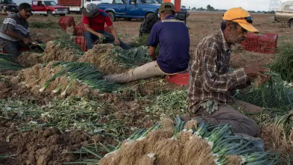 campo mexicano cebollas