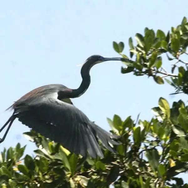 aves y humedales veracruz 4