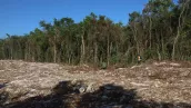 Tren Maya- Tramo 5