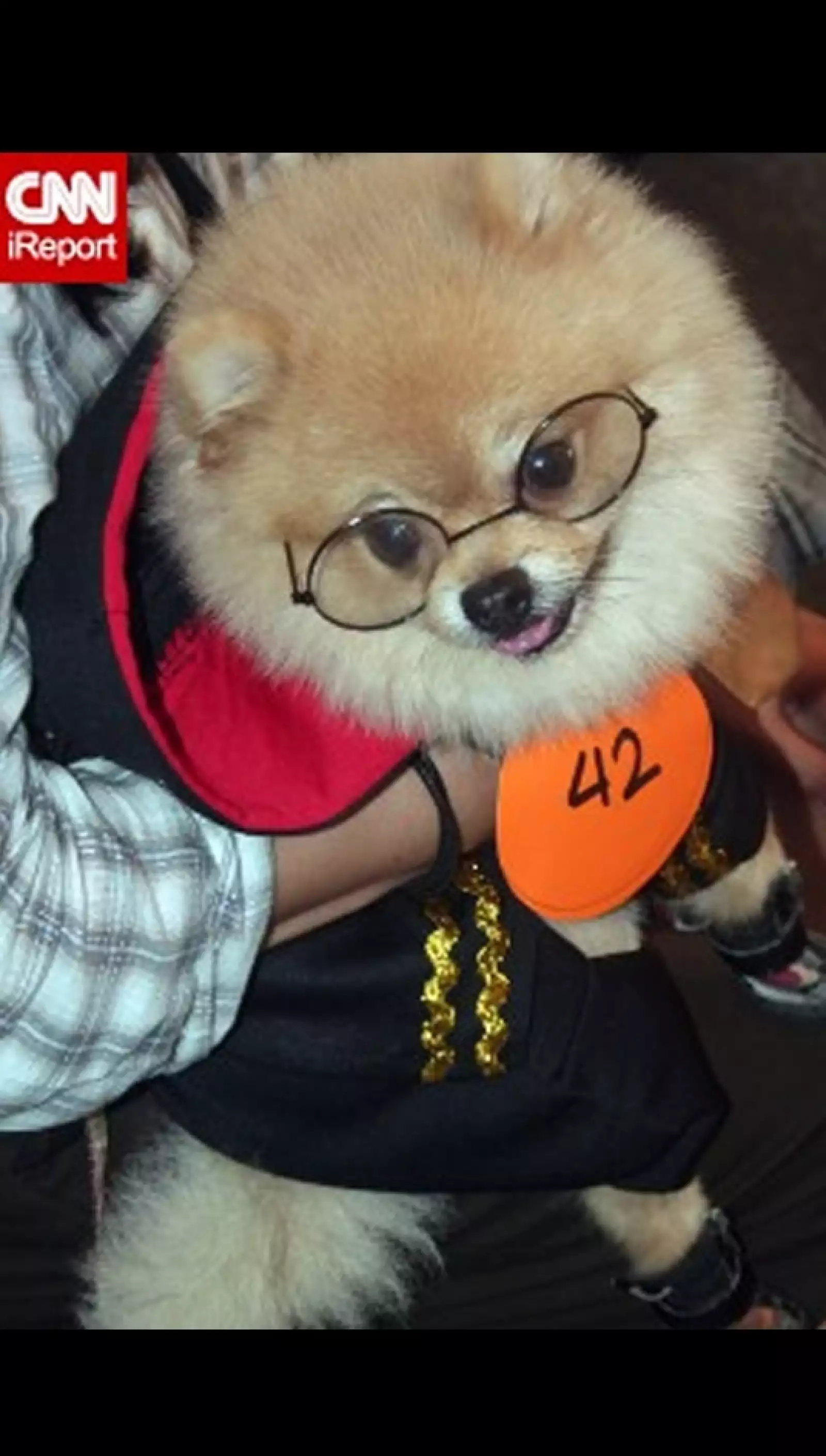 perros disfraz Halloween