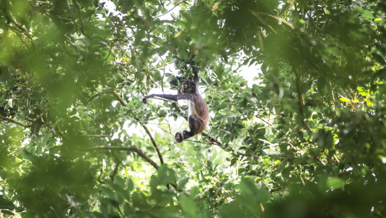 Así es en la actualidad la zona donde se construirá la Estación Calakmul