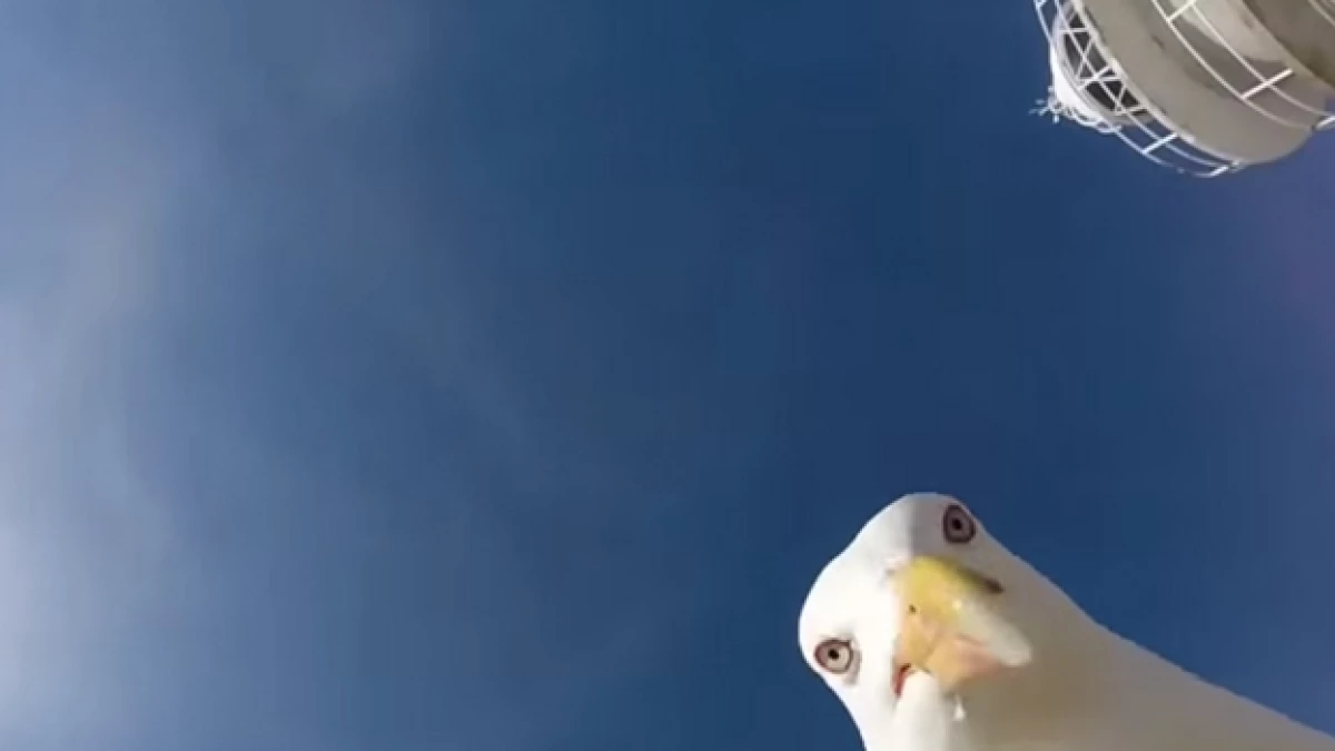 gaviota ladrona