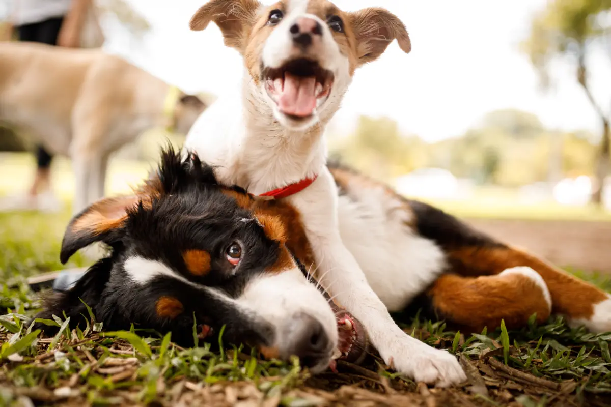 Este es el ejercicio que tu mascota necesita para una vida más sana y feliz