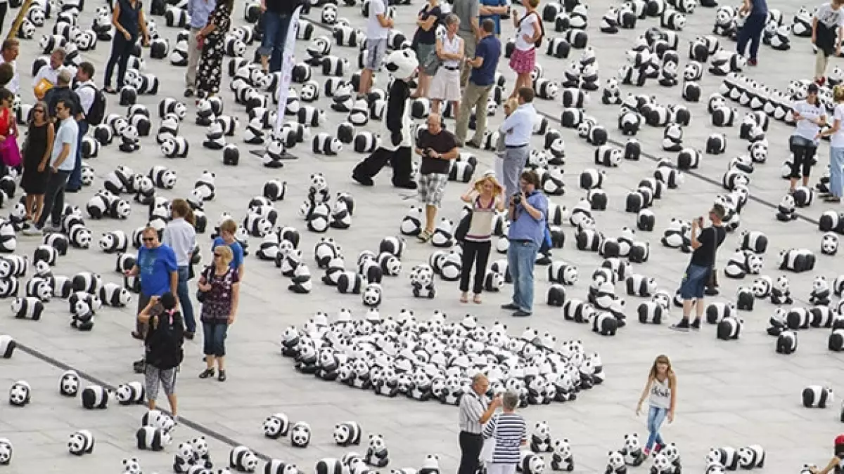 panda