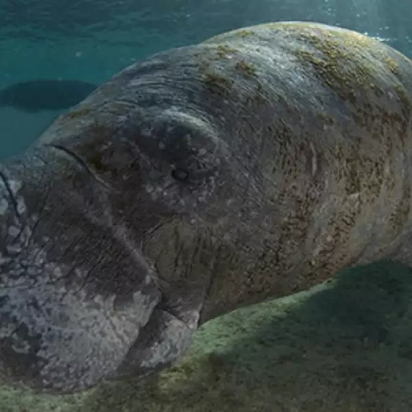 manati
