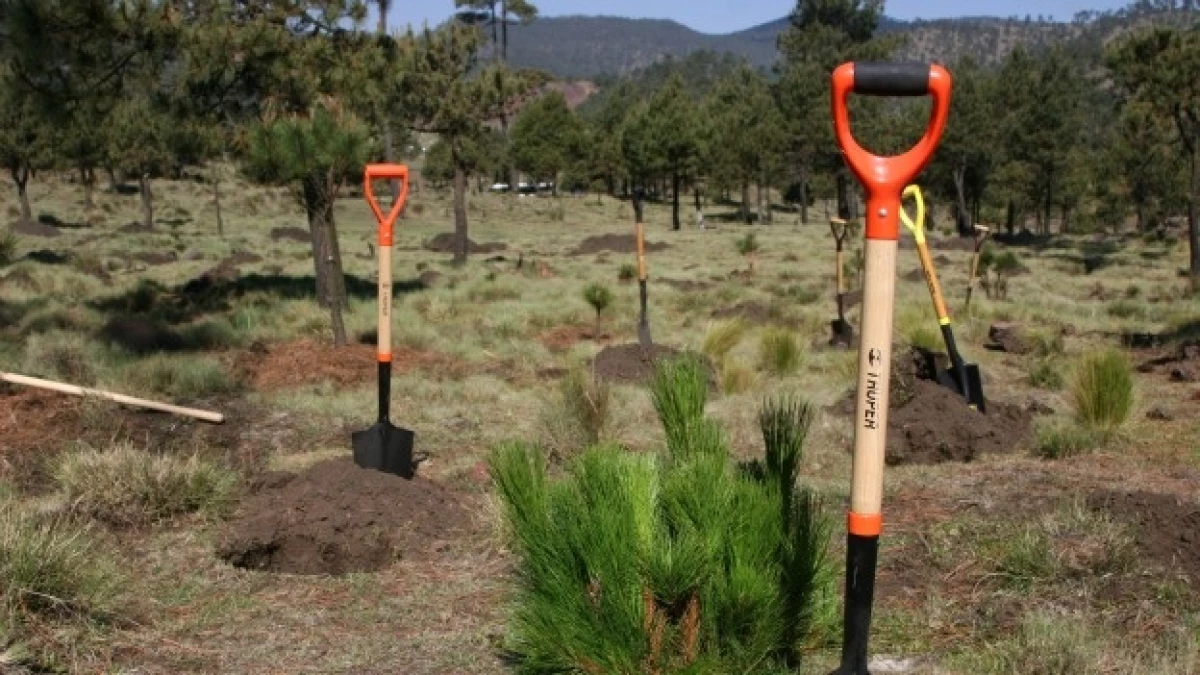Autoridades del DF reforestan cinturón verde