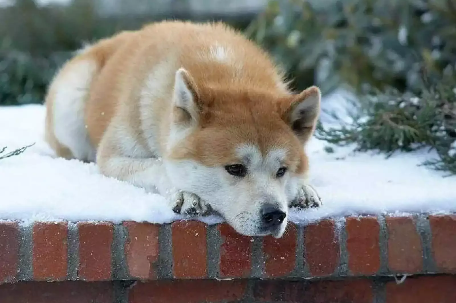 dia-mundial-perro-hachiko