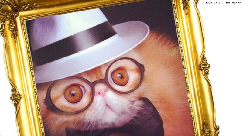 gato, instagram