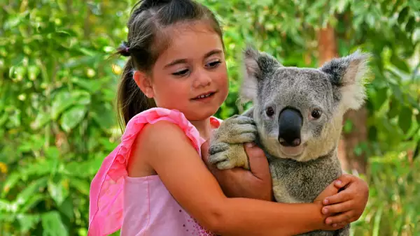 koala