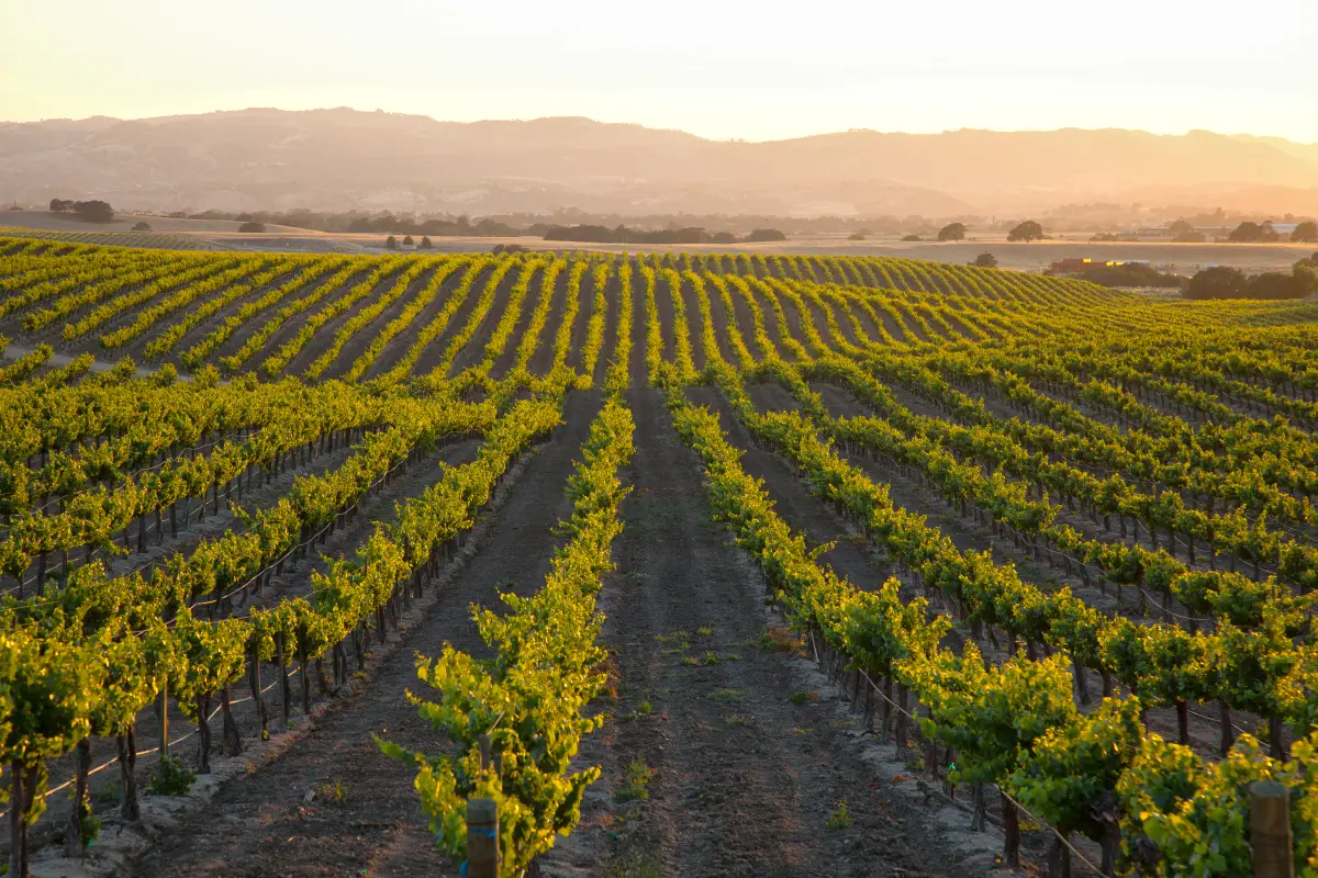 Viñedos