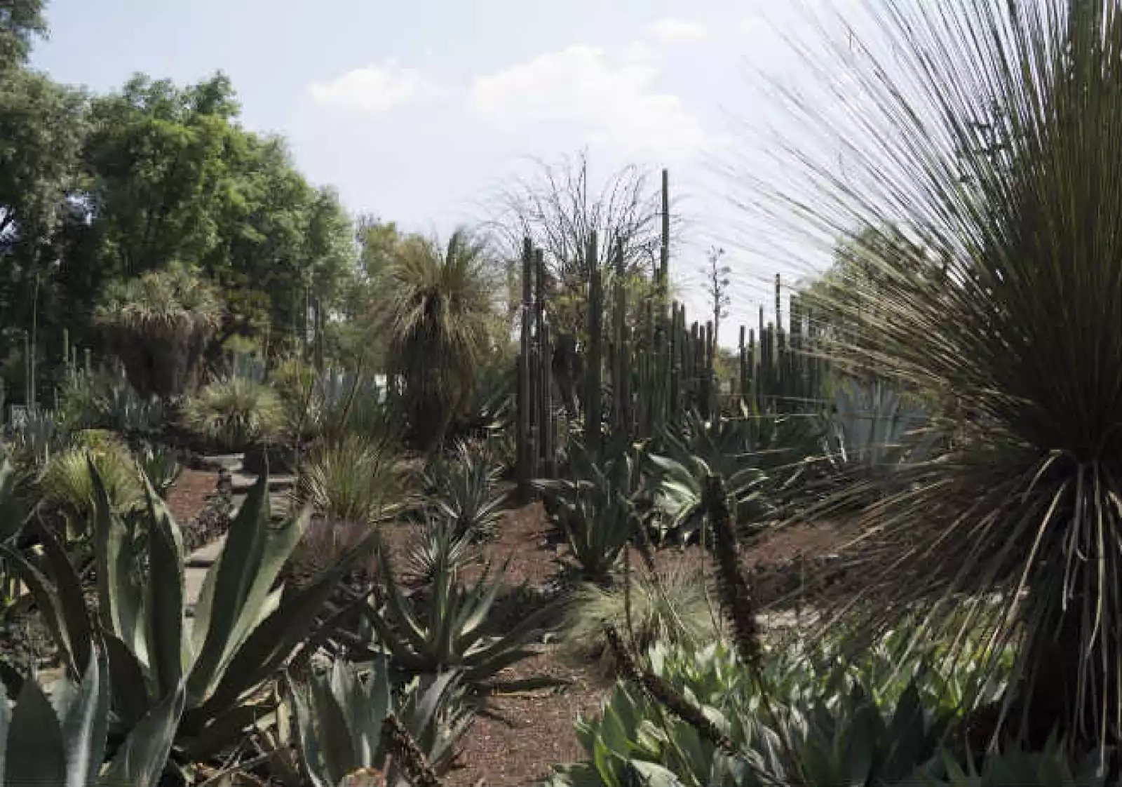 D�a Jard�n Bot�nico UNAM 3