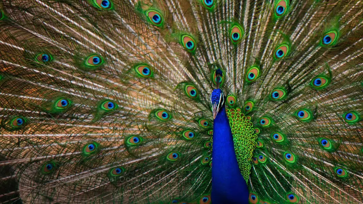 Fragmento del documental Life in Color de David Attenborough, en el que se muestra la relación del reino animal con el color. 