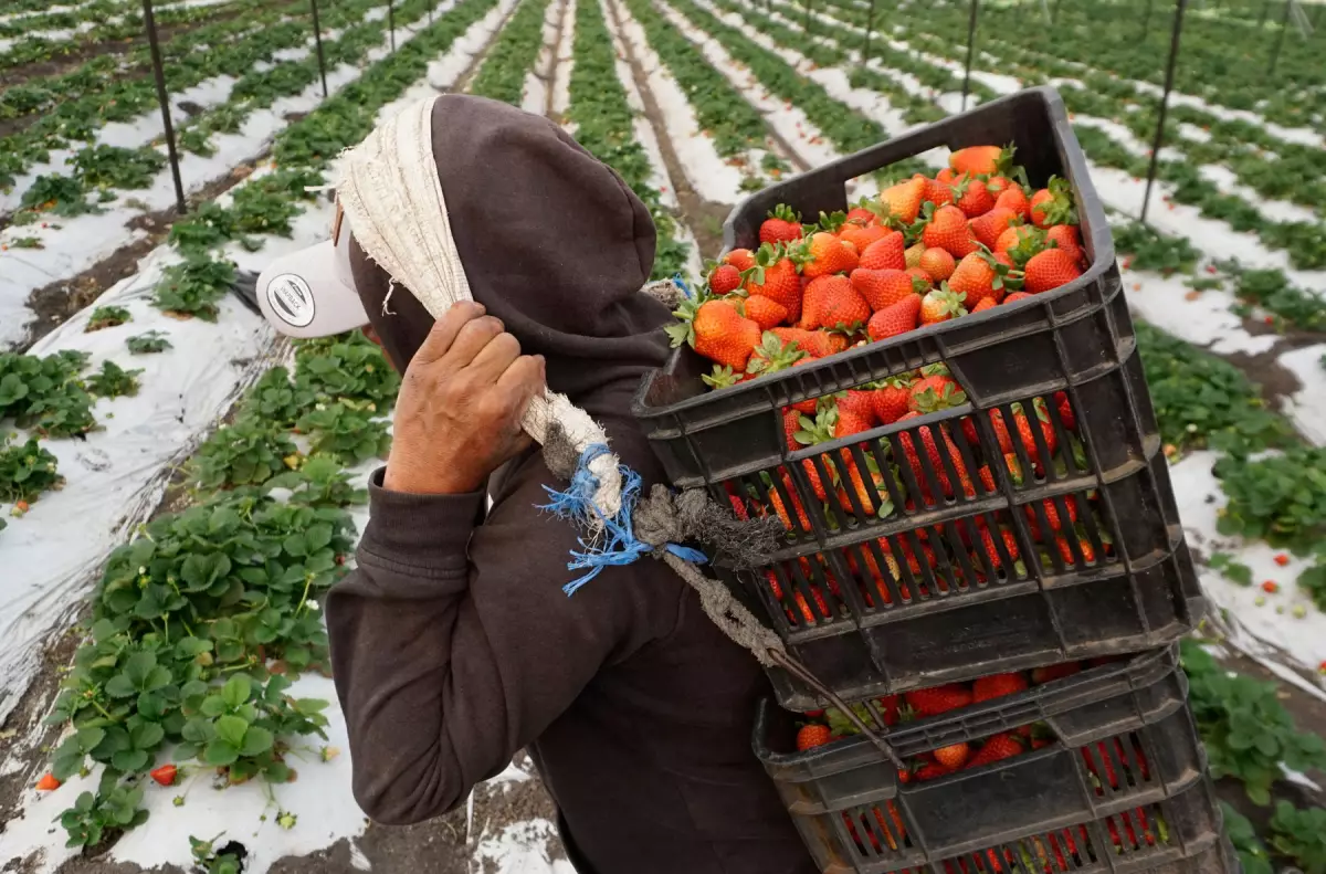 MEXICO-US-ECONOMY-TRADE-STRAWBERRIES