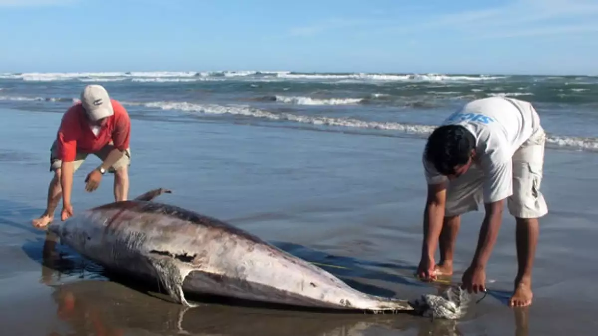 Más de 800 delfines han sido hallados en costas peruanas
