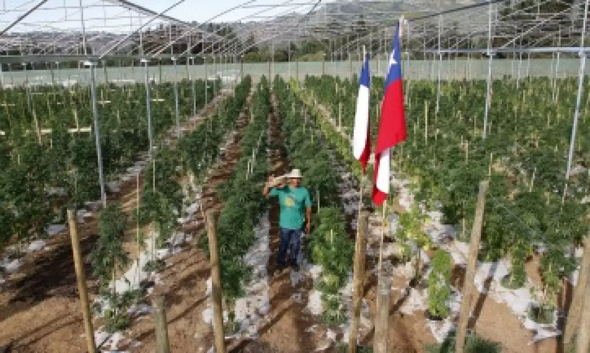 El Servicio Agrícola y Ganadero de Chile supervisará el proyecto. (Foto: Reuters)