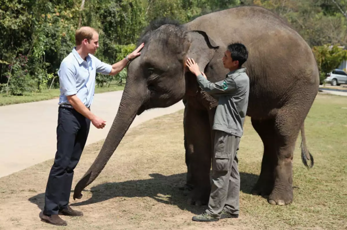 En su visita por el país asiático, el esposo de Kate Middleton muestra su afecto por los animales al darle de comer a un paquidermo en un santuario.