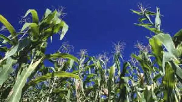 maiz-transgenico-cultivo-monsanto-JI.jpg