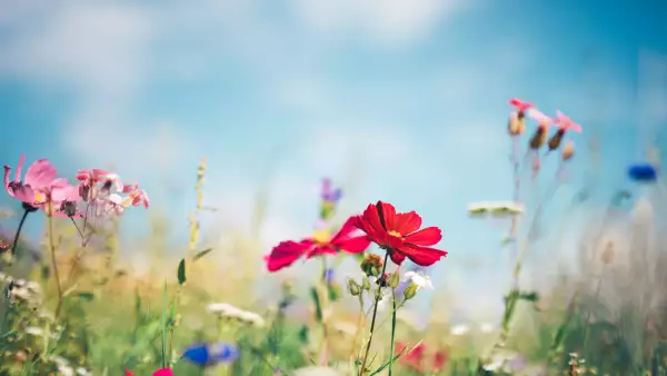 La-gran-batalla-floral