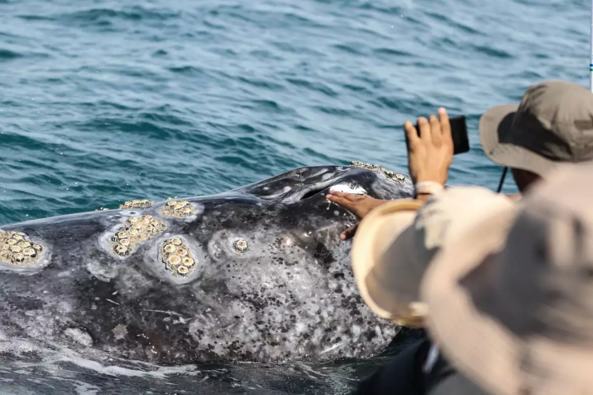 ballena gris