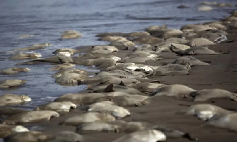 Las aletas de mantarraya son un platillo común en los restaurantes de Veracruz. (Foto: Cuartoscuro)