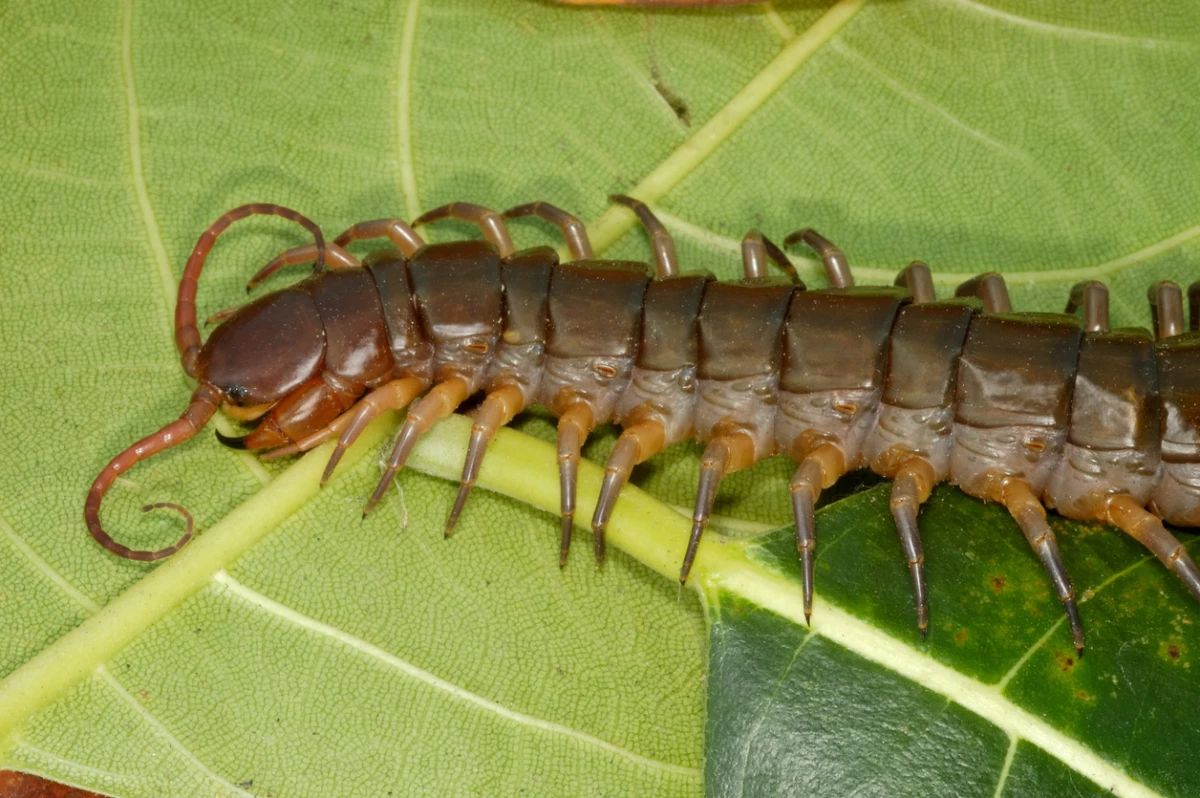 Ciempiés