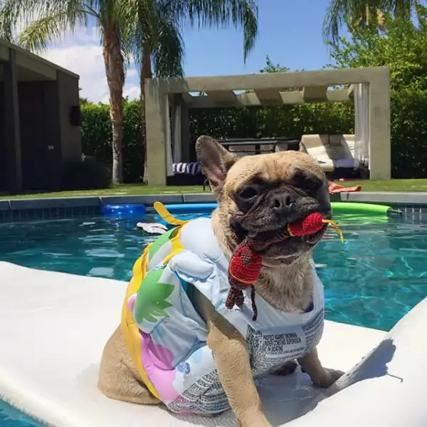 Matilda disfrutando de un día de sol en LA.