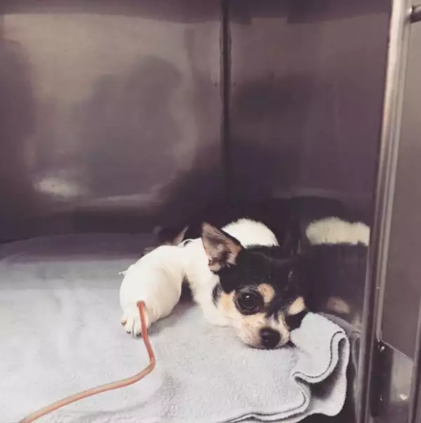 Gizmo sufrió un ataque al corazón,