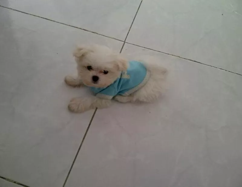 La cantante mexicana compartió en Twitter algunas fotografías de quien le ha robado el corazón.