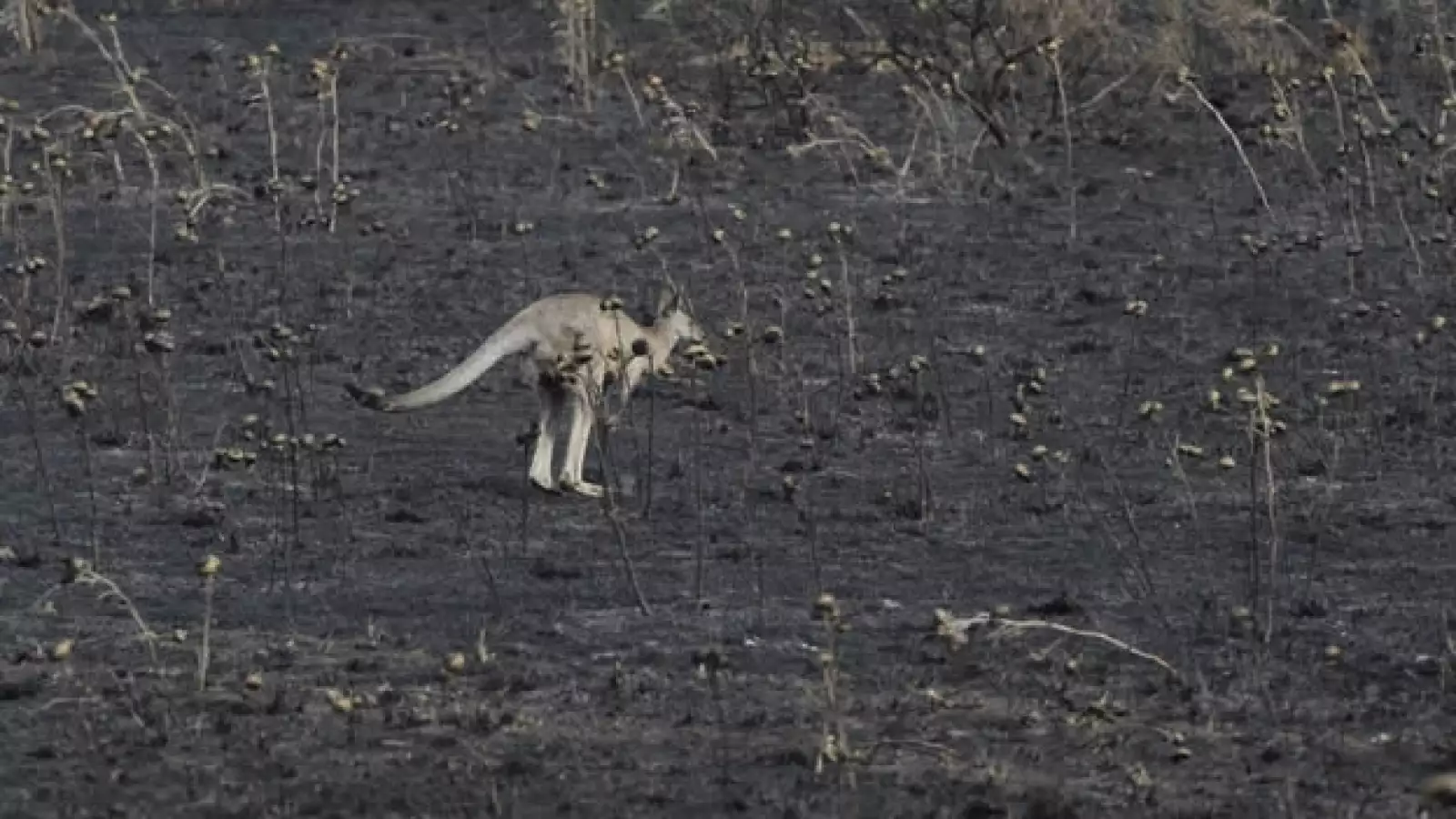 australia incendios calor 3