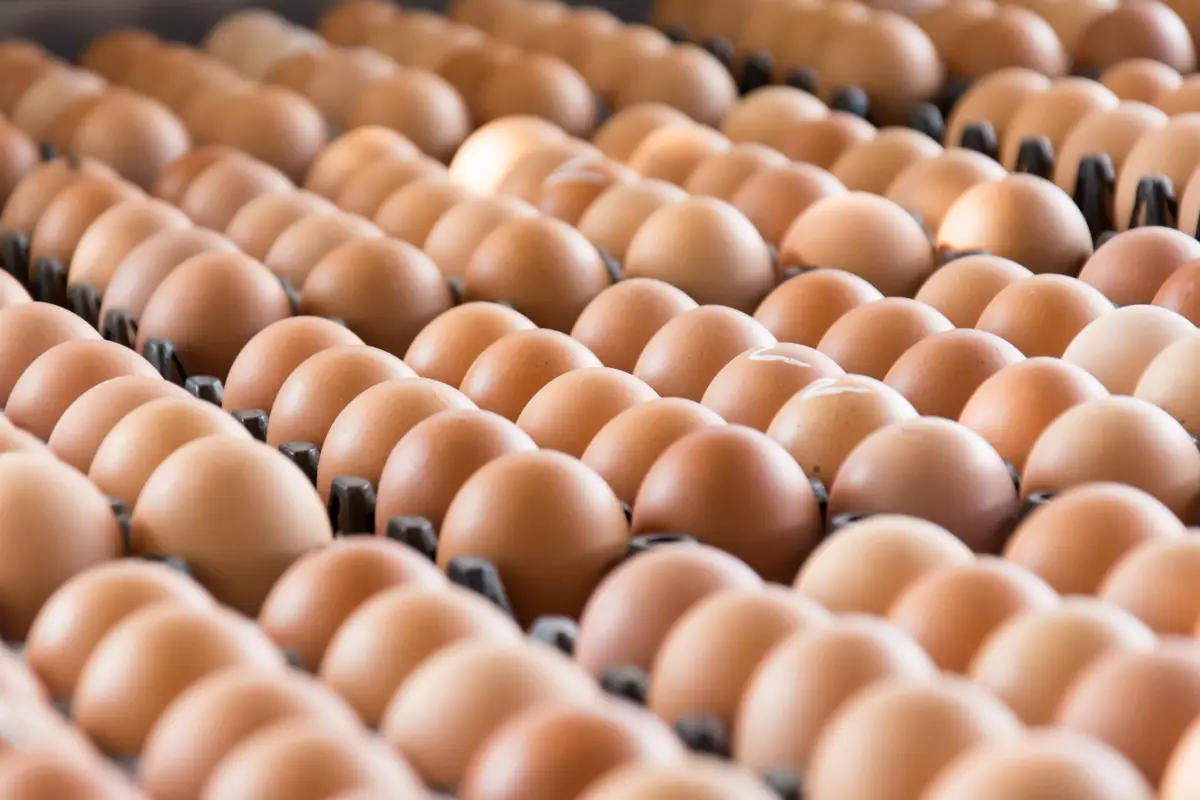 (Huevos en un empaque para traslado y venta)