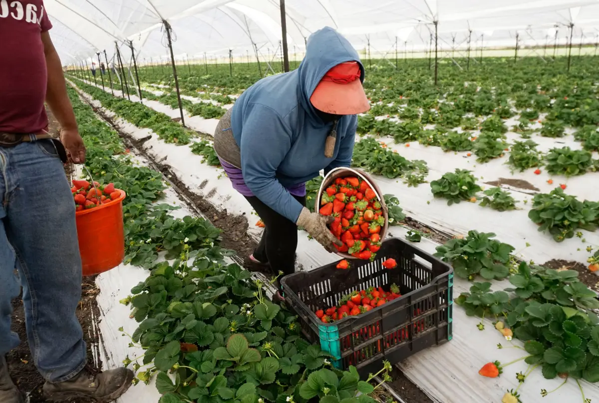 México le arrebata mercado agro a Florida mientras el resto del campo de EU defiende el T-MEC 