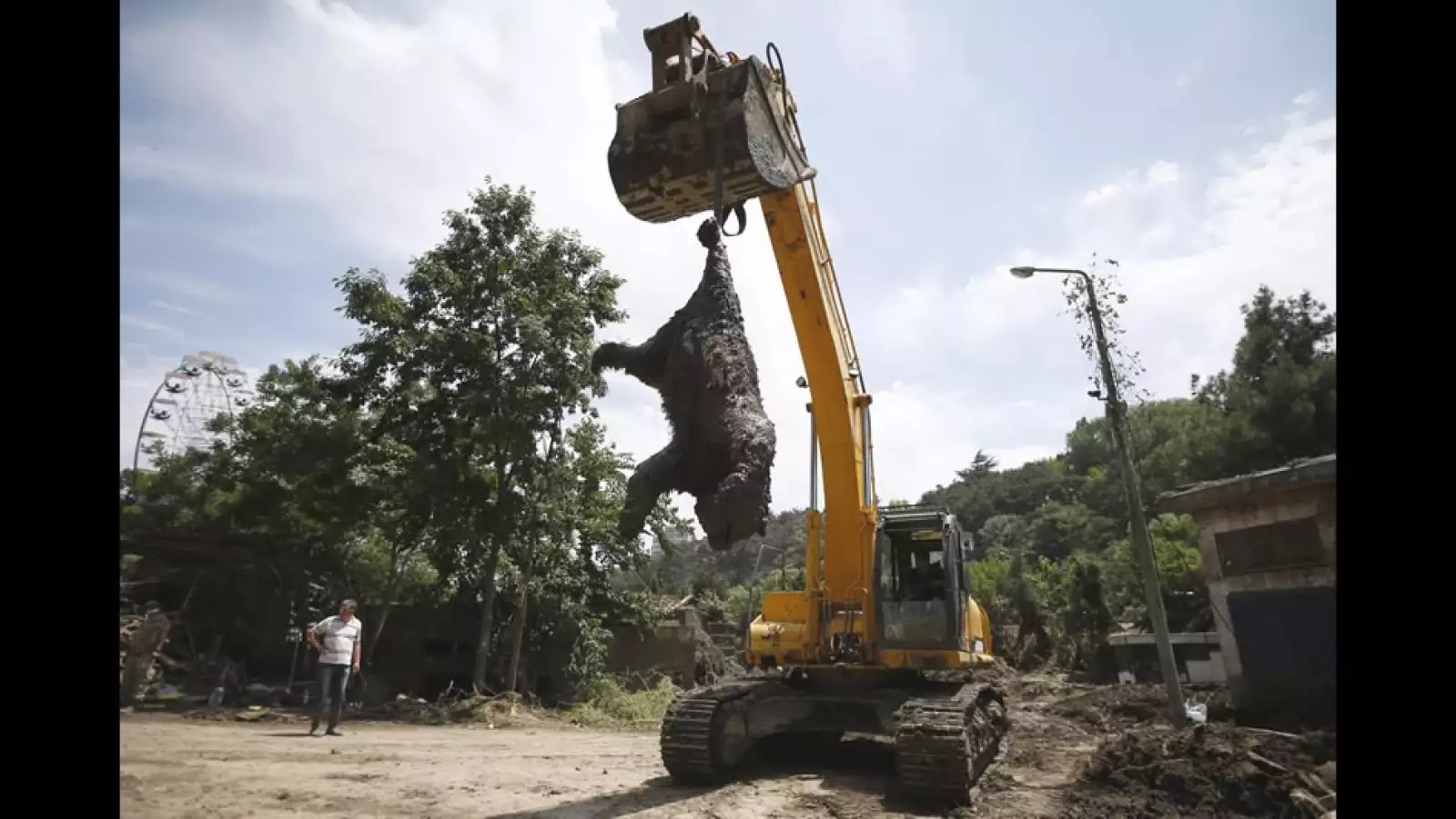 Oso zoologico cadaver Georgia