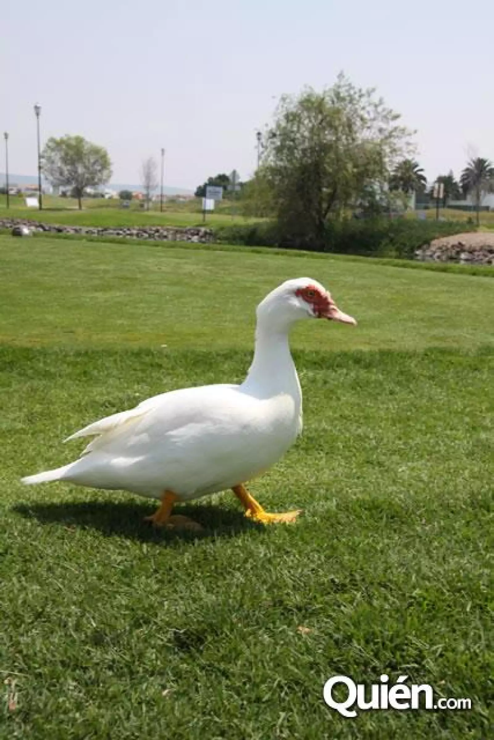 XII Torneo Anual de Golf