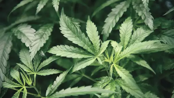 Cannabis