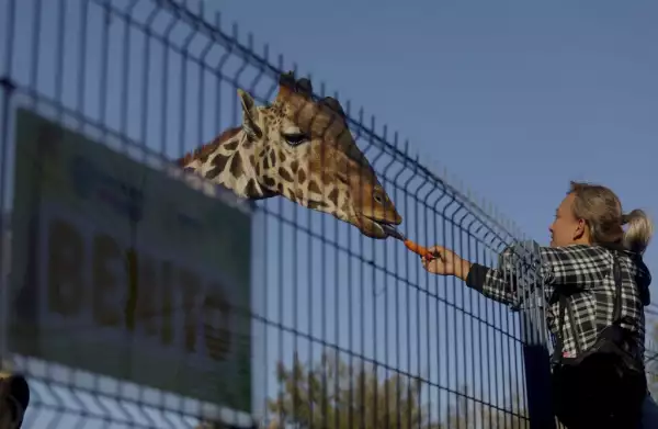 MEXICO-ENVIRONMENT-ANIMAL-GIRAFFE
