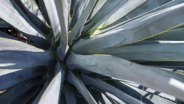 Agave Azul