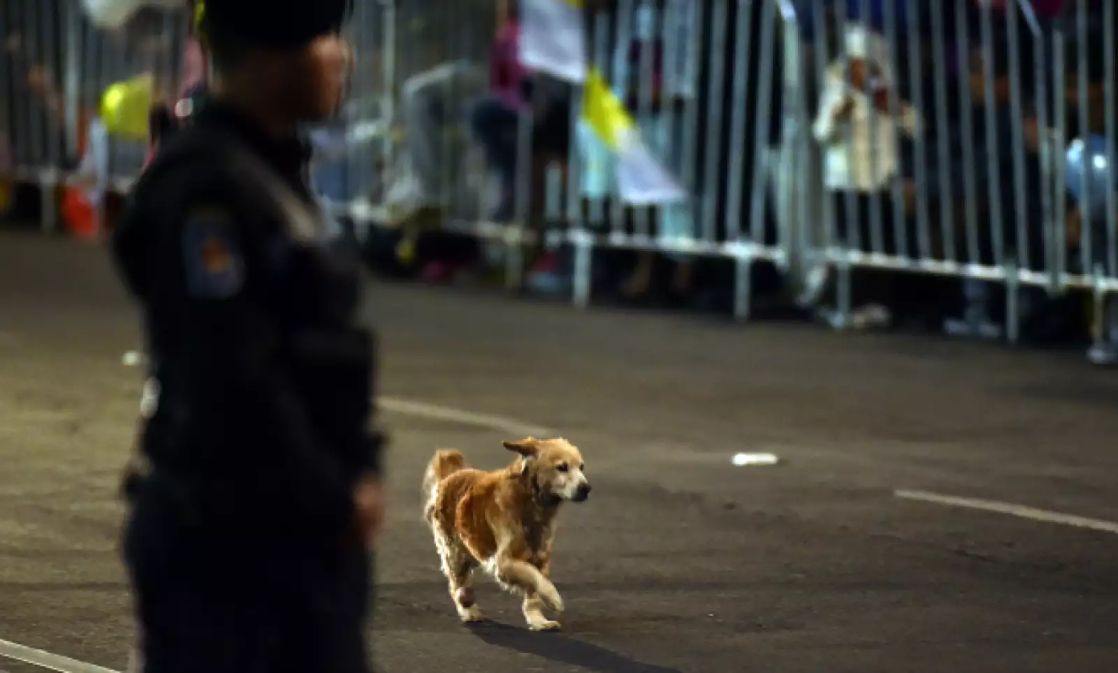 Un perro corre por una de las avenidas que el papa recorrerá en su camino a la Nunciatura.