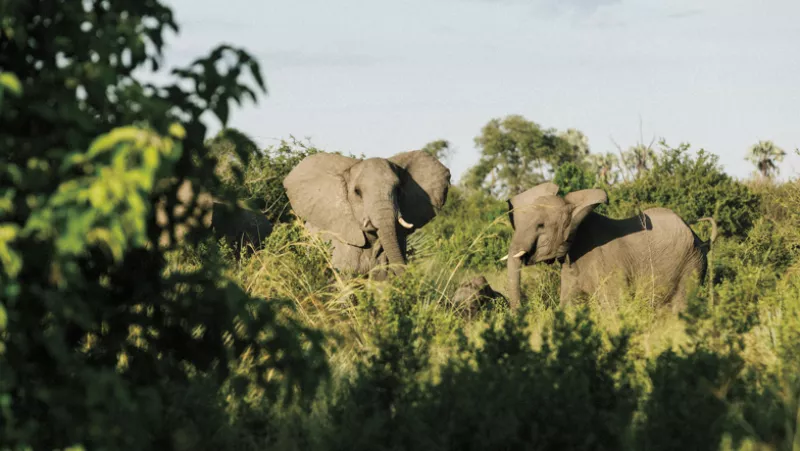 Experiencia de un safari en Botsuana