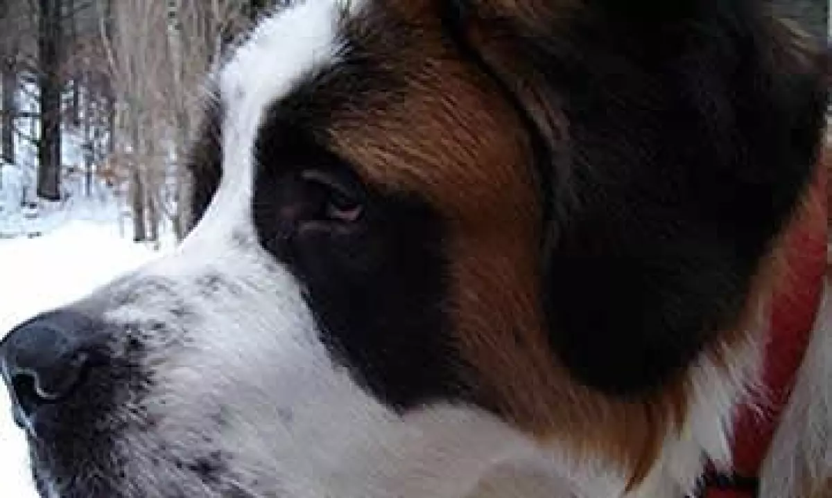 perro