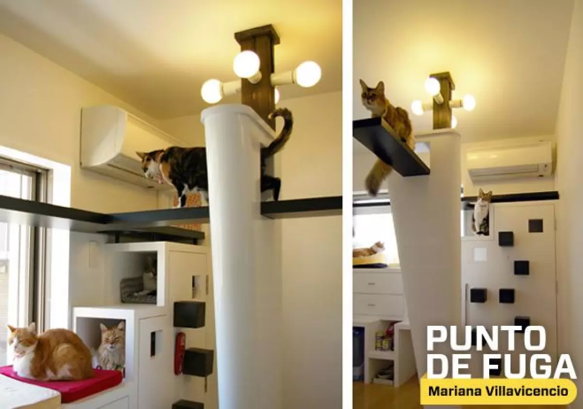 cats2-principal