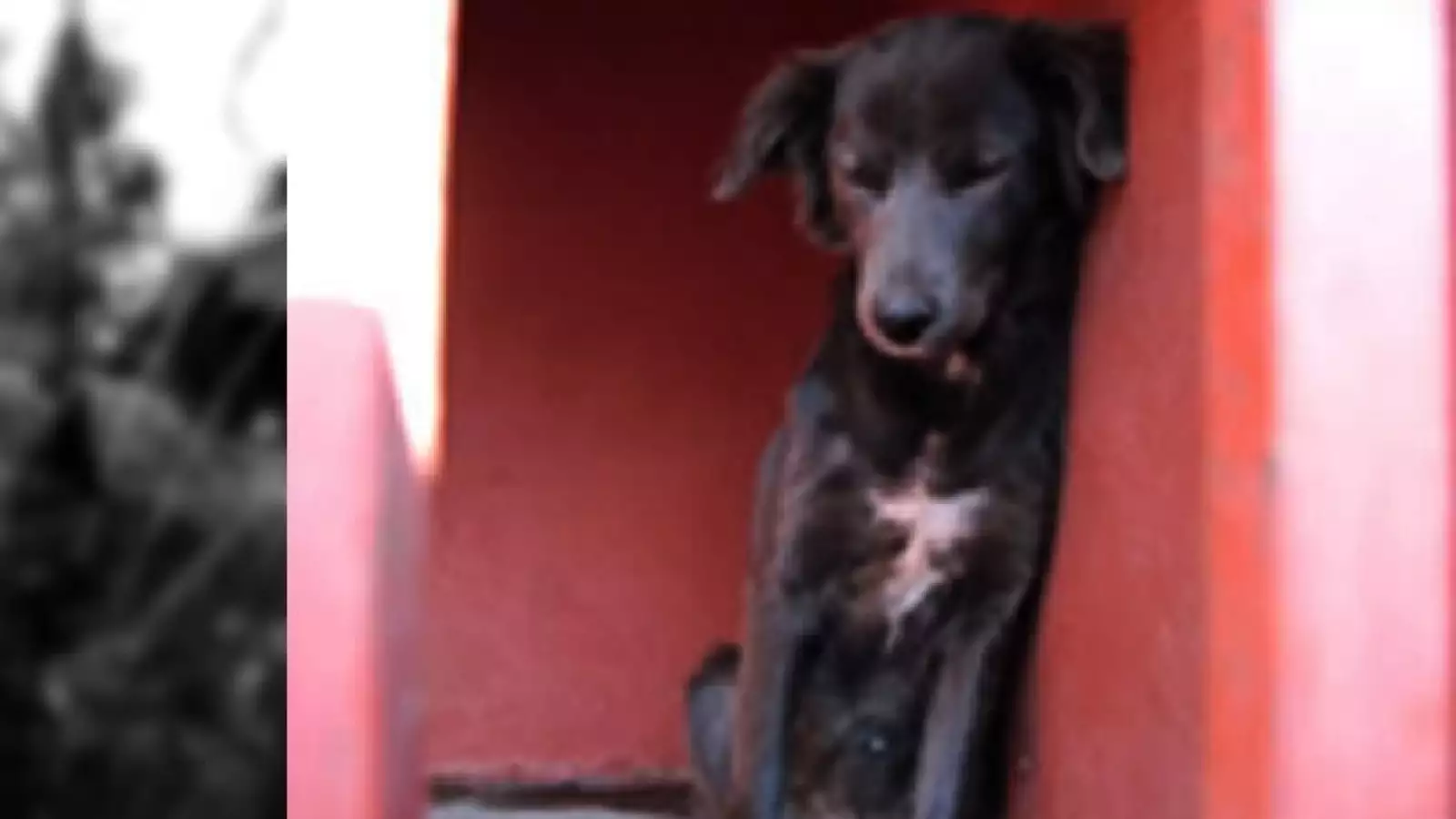 perros iztapalapa 6