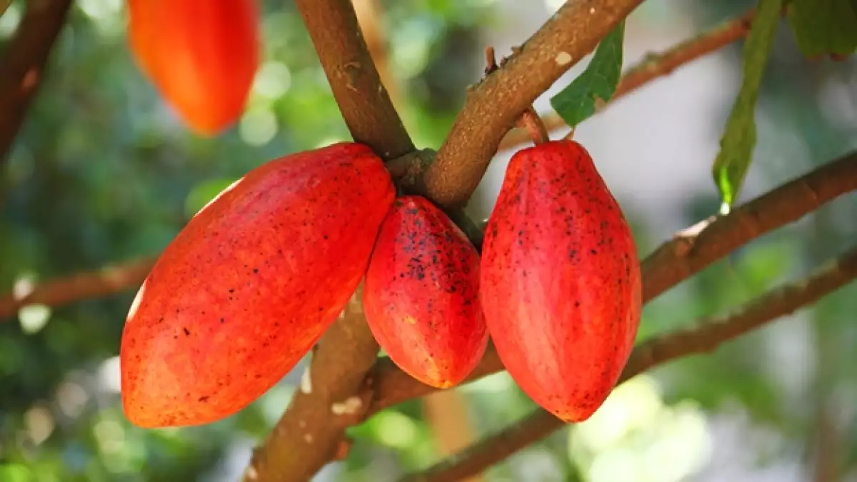 semilla cacao chocolate