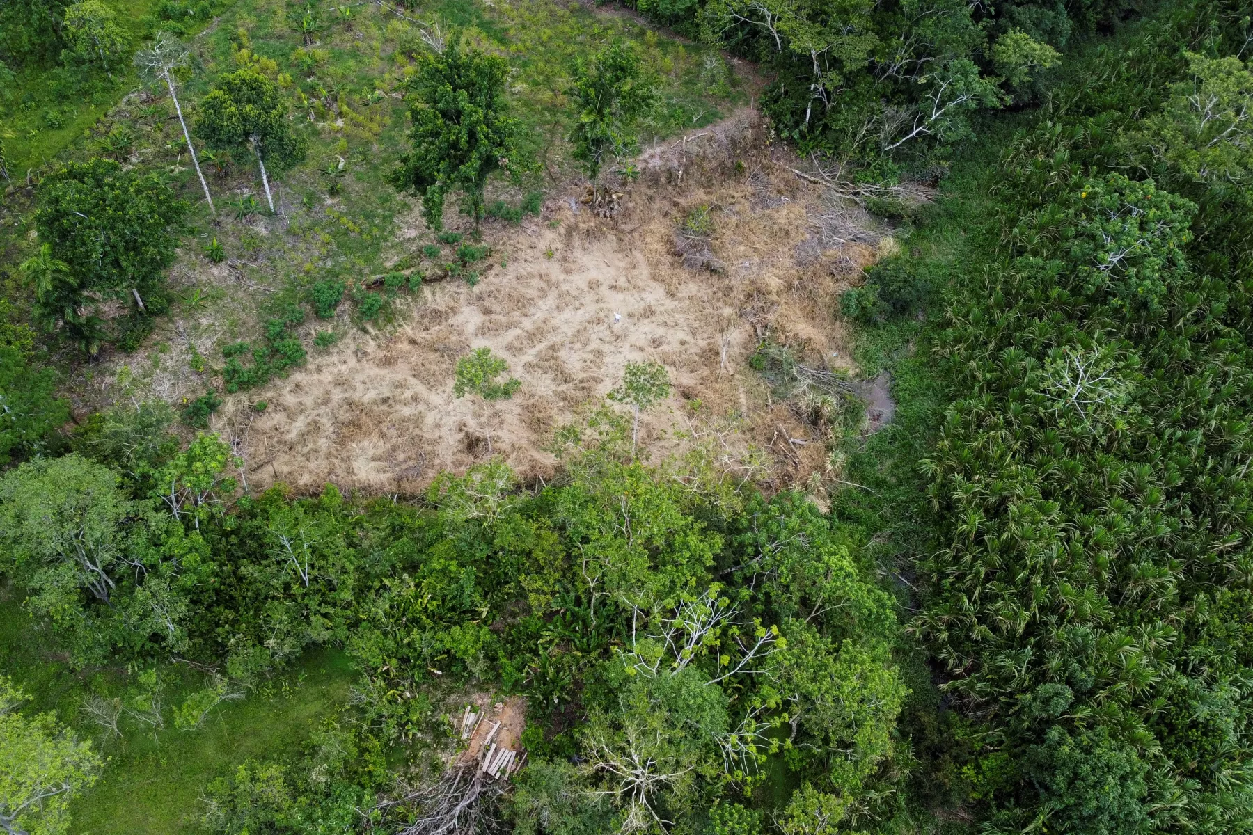 Selva amazónica victima del acuerdo de paz en Colombia.  