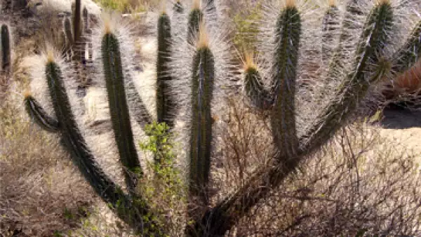 cactus_gen�rica_01