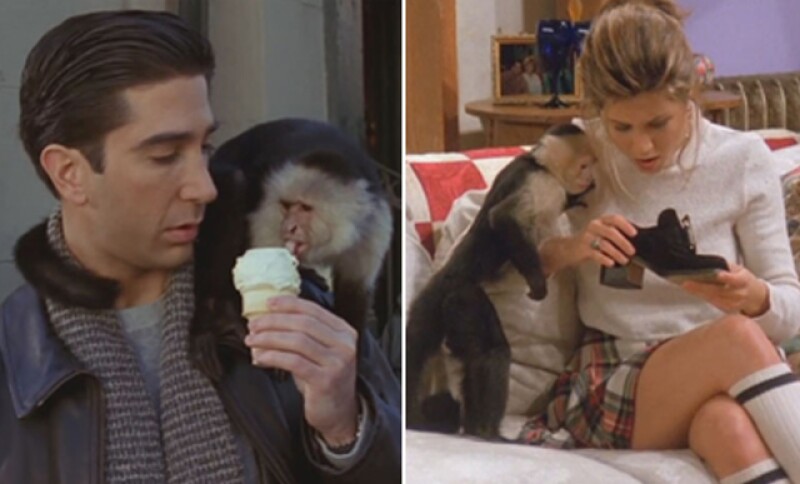 Rachel y Ross, una de la pareja protagonista de la serie jugando con Marcel.