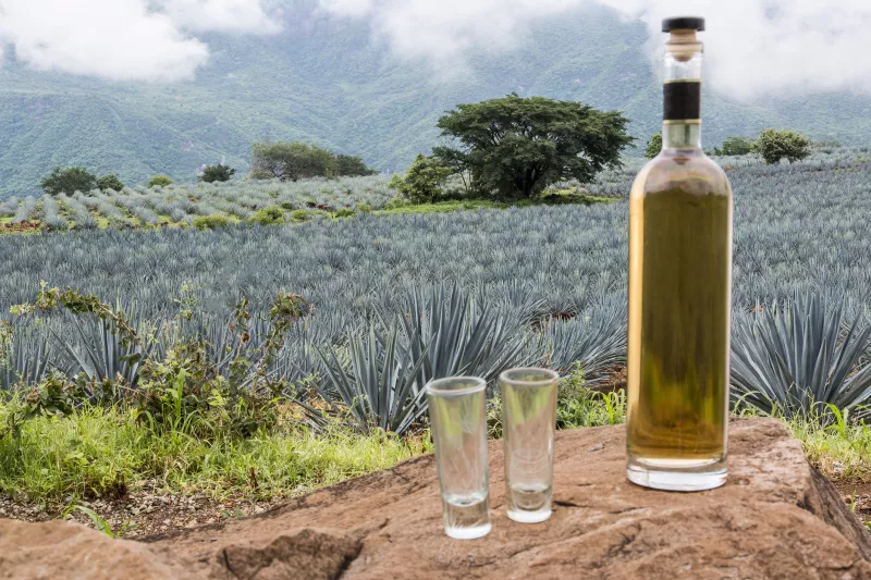 día tequila méxico
