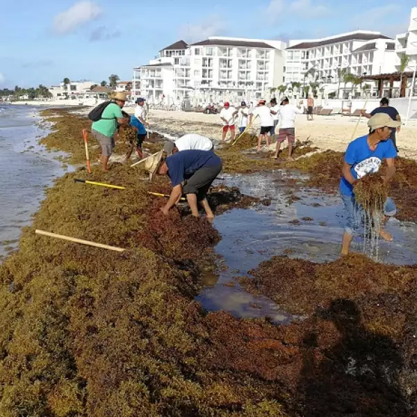 acumulaci�n de sargazo 4